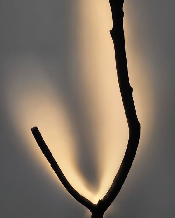 Ash Y-Branch, Matte Black Wall Glow