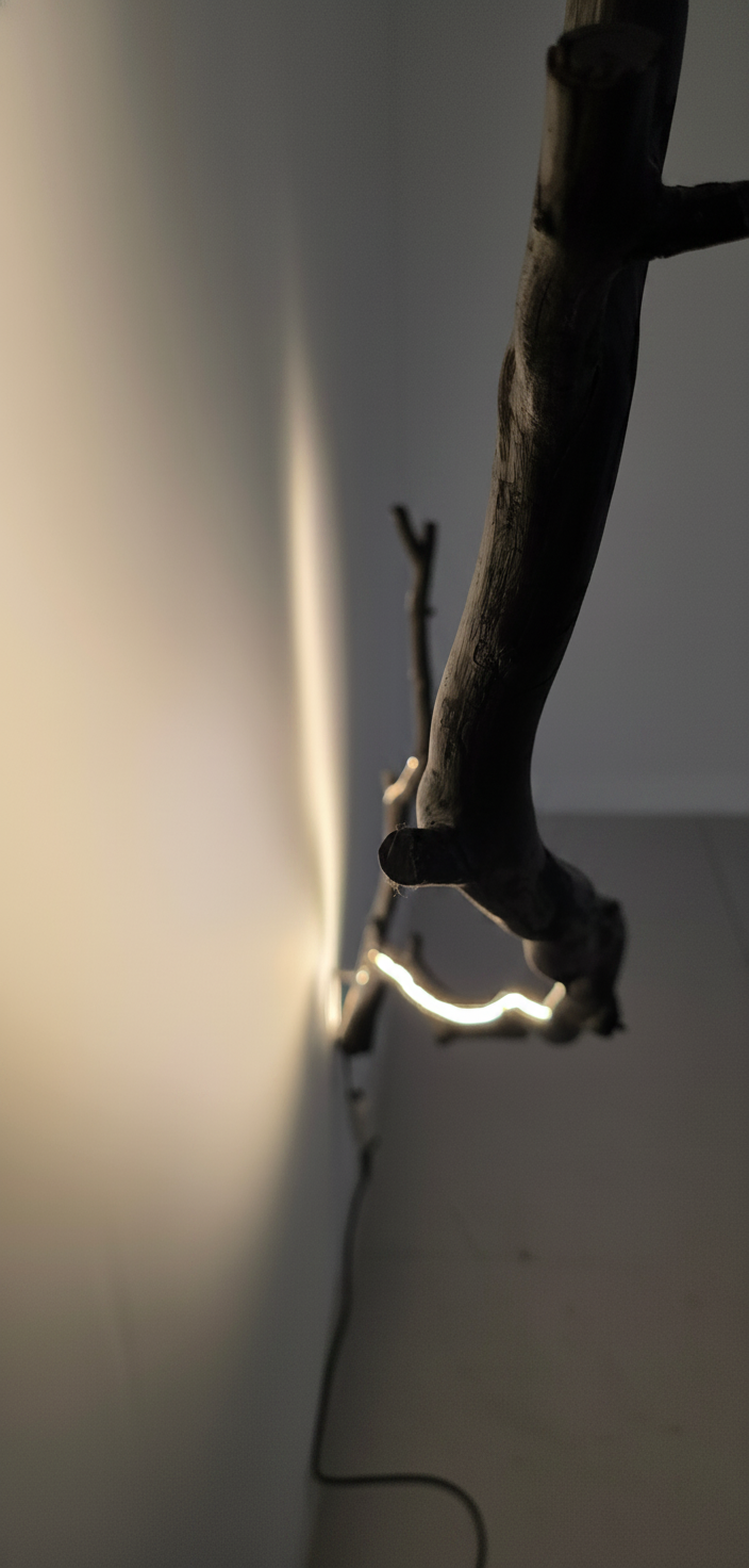 Close-up: storm-fallen oak, warm branch light