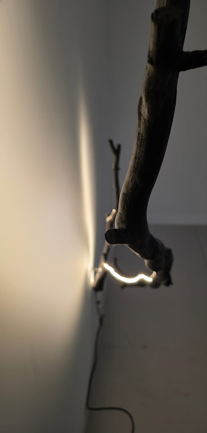 Close-up: storm-fallen oak, warm branch light